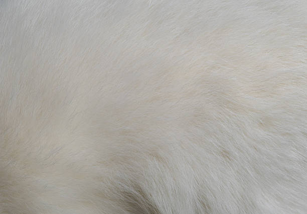 istock Closeup texture of white cat fur 600381266