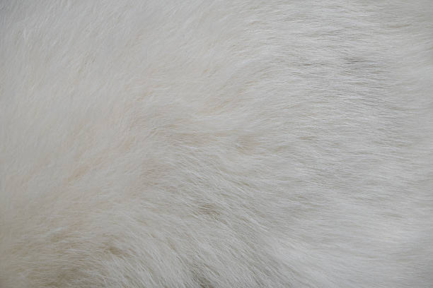 istock Closeup texture of white cat fur 600381474