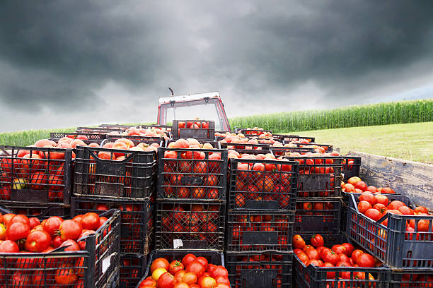 tractor charged with crates filled by red tomatoes to transport