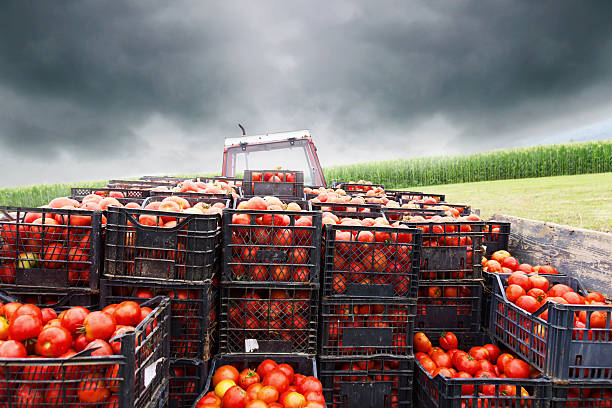 tractor charged with crates filled by red tomatoes to transport stock photo