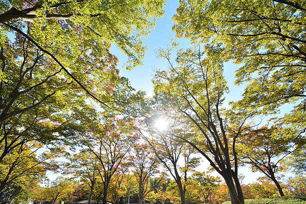istock Landscape of the park 600382018