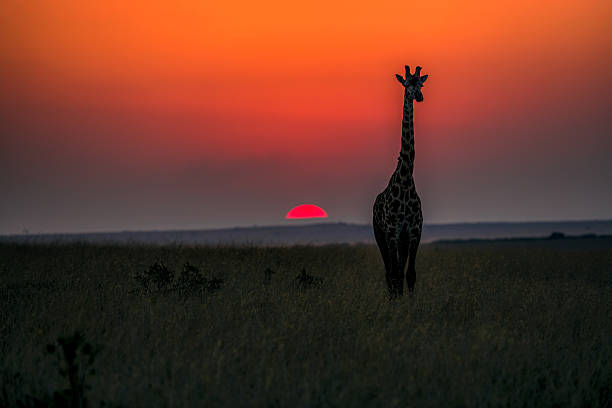 istock Giraffe in savannah at sunset 600383078