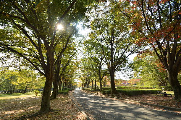 istock Landscape of the park 600384266