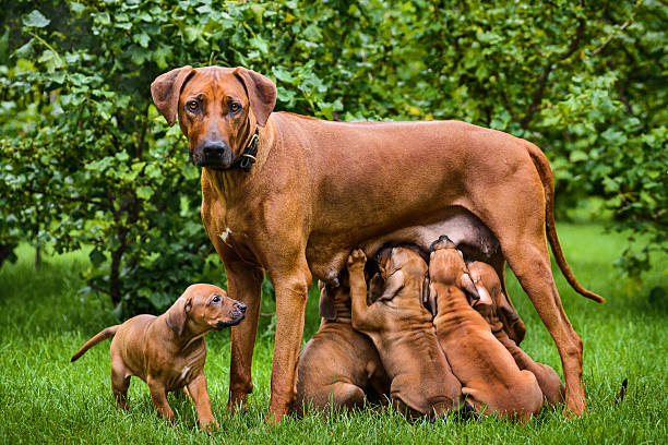 Rhodesian Ridgeback nursing her puppies in the garden Beautiful large Rhodesian Ridgeback dog nurses her litter of seven 1,5-month-old puppies standing on the green grass in the garden looking at the camera suckling stock pictures, royalty-free photos & images