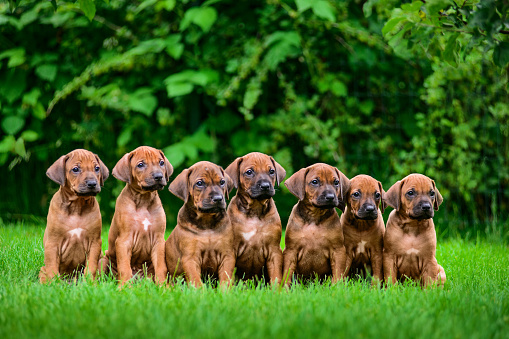 Siete cachorros de Rhodesian Ridgeback sentados en fila en la hierba photo