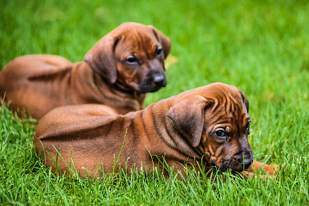 istock Two Rhodesian Ridgeback puppies lying on the grass 600385894