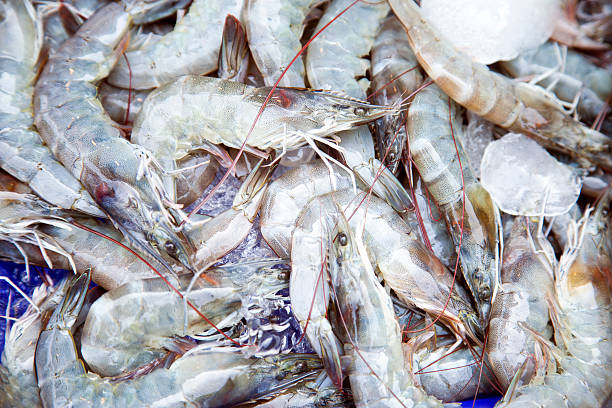 Shrimps. stock photo