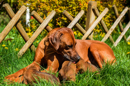 Two dogs across a fence