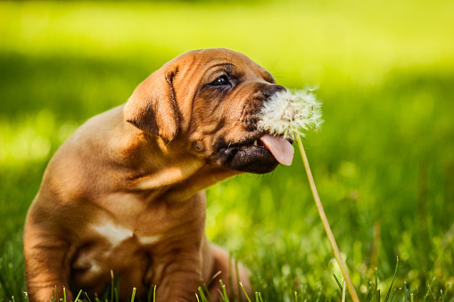 Funny Rhodesian Ridgeback puppy licking dandelion seeds, close portrait