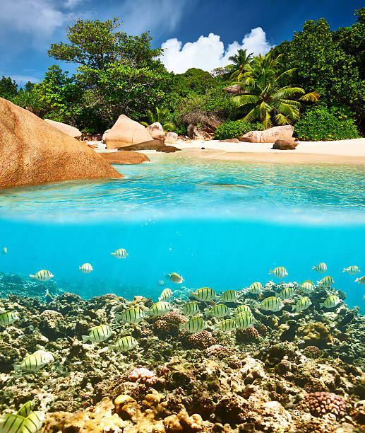 istock Coral reef and fish at Seychelles 600388292