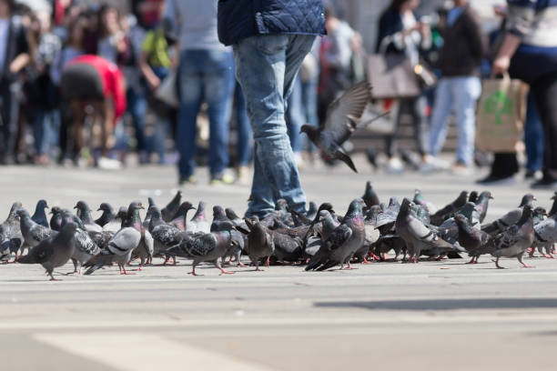 istock Group of pigeons outdoor 600389012