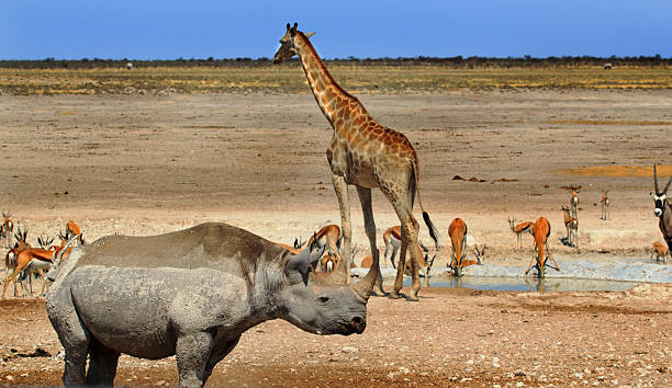 istock Vibrant waterhole in Etosha National Park 600389714