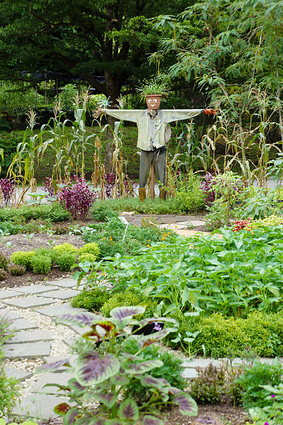 istock Scarecrow in Garden 600390466