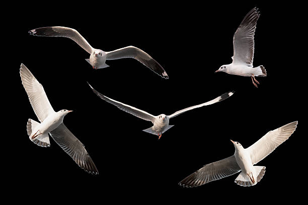 istock set of seagulls. 600390522