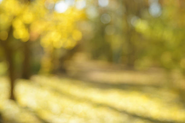 istock Autumn trees in park blurred background 600391020