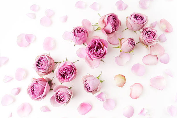 istock Pink roses and petals scattered on white background. Flat lay 600391300