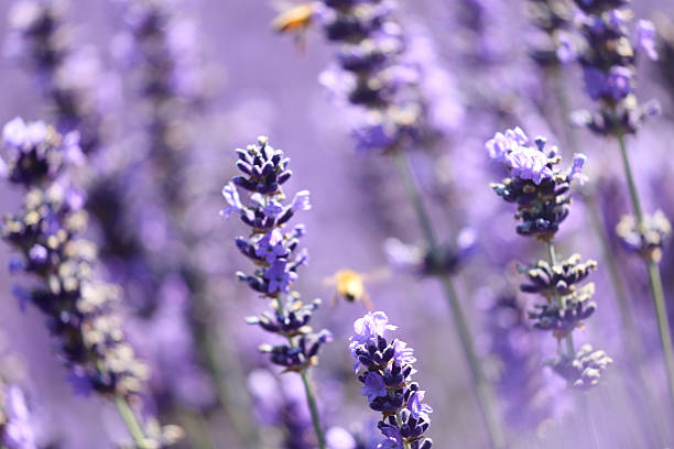 istock Delicate Lavender flowers. Close-up 600392186