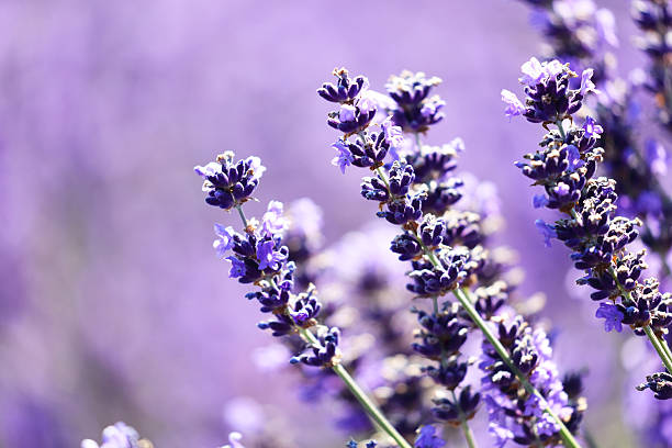 istock Delicate Lavender flowers. Close-up 600392206
