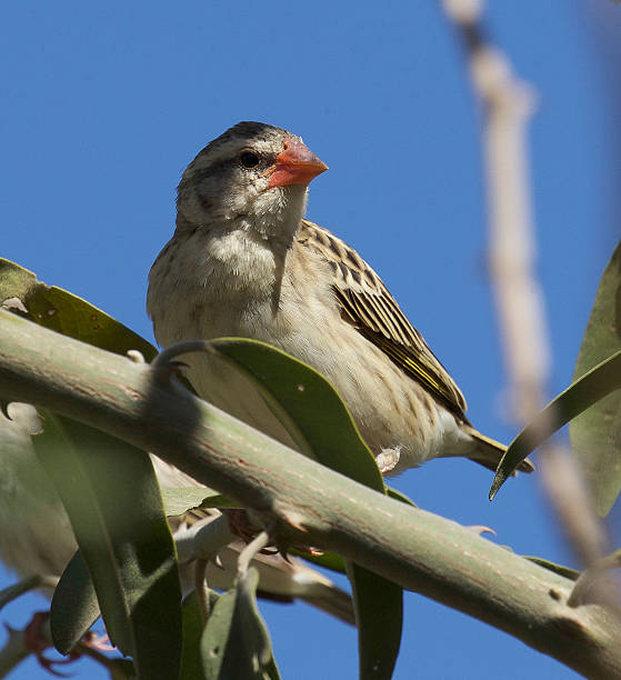 Red-Billed Quelea Red-billed Quelea in a tree. red billed quelea stock pictures, royalty-free photos & images