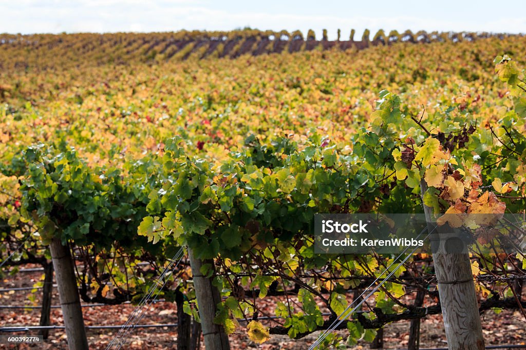 Autumn colors of a Napa California vineyard at harvest Rows of green, orange, yellow grapevines in Napa Valley in fall. Wine country with soft focus on distant vines. Agriculture Stock Photo