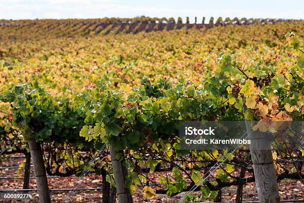 Autumn Colors Of A Napa California Vineyard At Harvest Stock Photo - Download Image Now