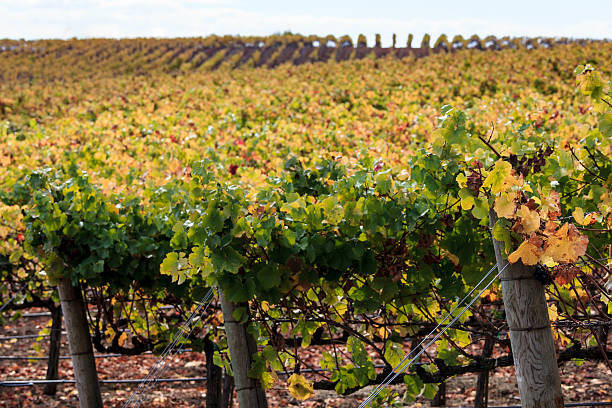 осенние цвета виноградника напа калифорния на урожай - vineyard california carneros valley hill стоковые фото и изображения