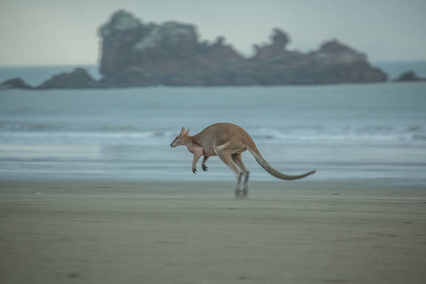 istock Beautiful kangaroo jumping on the beach 600392842