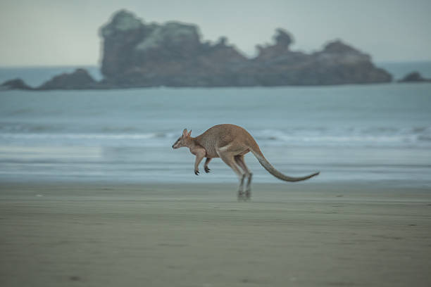 Beautiful kangaroo jumping on the beach Kangaroo jumping on the beach. mackay stock pictures, royalty-free photos & images