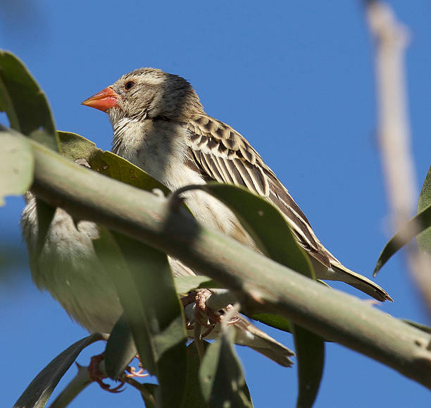 Red-Billed Quelea Red-billed quelea in a tree. red billed quelea stock pictures, royalty-free photos & images
