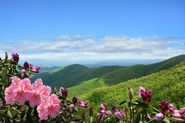 istock Beautiful wild flowers blooming in mountains. 600393450