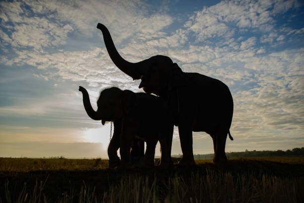 close up elder Asiatic elephant face with spot and wrinkle skin
