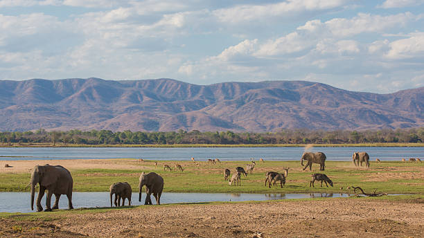 faune sur le fleuve zambèze - réseau mondial de réserves de biosphère photos et images de collection