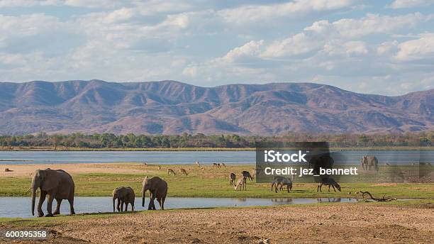 Wildlife On The Zambezi River Stock Photo - Download Image Now - Zimbabwe, Zambia, Biodiversity