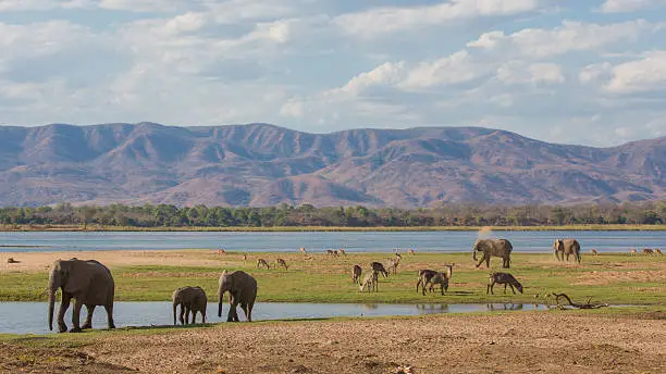 Wildlife on the Zambezi river floodplain