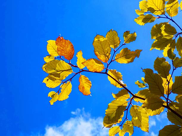 Yellow leaves on deciduous tree during autumn and blue sky