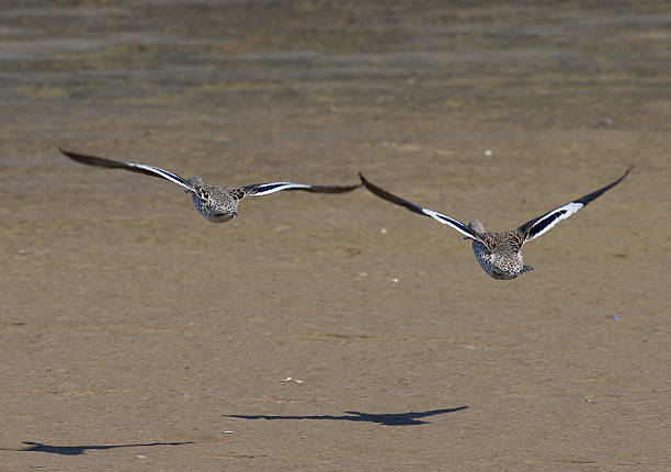 Kelp Gull Kelp Gulls flying low, Namibia kelp gull stock pictures, royalty-free photos & images