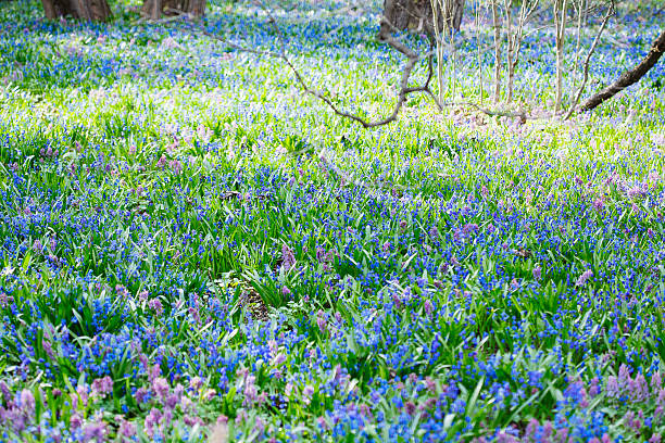 Field of blue (Scilla sibirica) and violet (Hollowroot, Corydalis cava) spring flowers. Macro photo