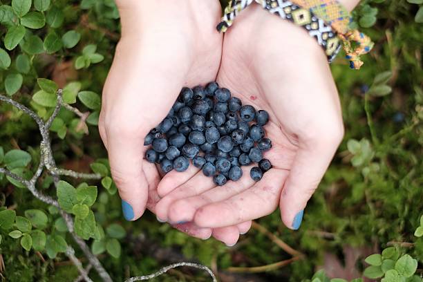 istock Blueberries in the hands of 600398482