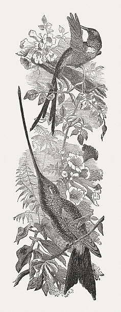 ハチドリと花、木彫、1877年に出版 - wearing flowers illustrations点のイラスト素材／クリップアート素材／マンガ素材／アイコン素材