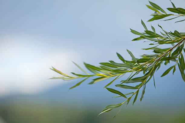 istock Olives on the tree against blue sky. 600399624