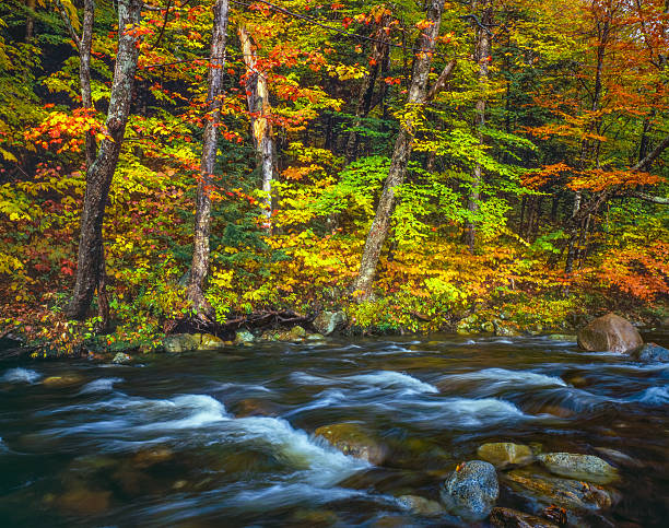 istock Autumn forest with flowing river White Mountains,NH 600399794