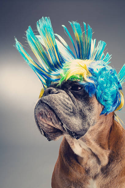 istock Boxer dog with party wig looking left side. 600399900