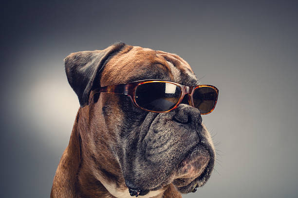 istock Boxer dog with sunglasses 600400044