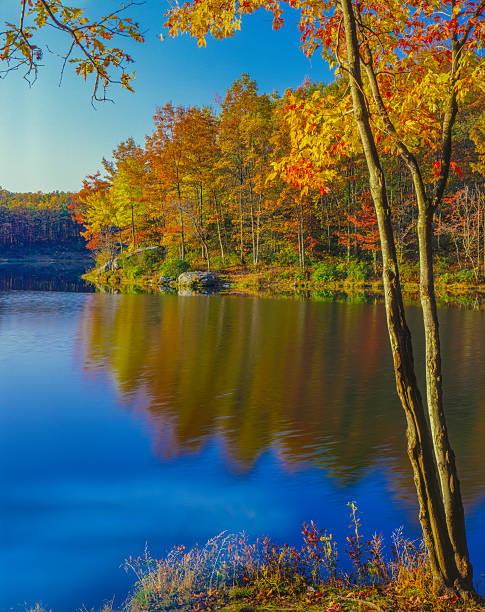 Autumn forest with pond reflections in West Virginia at Babcock State Park