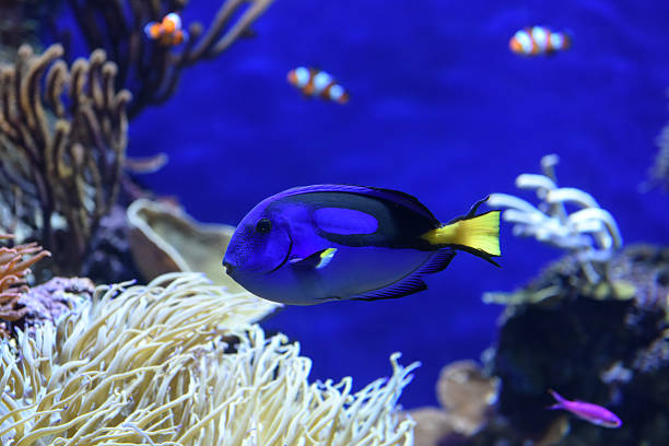istock Blue tang fish at the aquarium 600401100