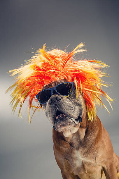 istock Boxer dog wearing wig and sunglasses. 600401812