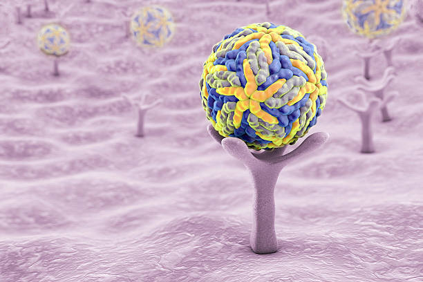 인간 세포에 수용 체에 연결 하는 zika 바이러스 - stem cell human cell animal cell science 뉴스 사진 이미지