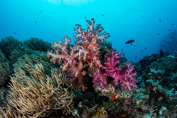 istock Colorful and Diverse Coral Reef 600403140