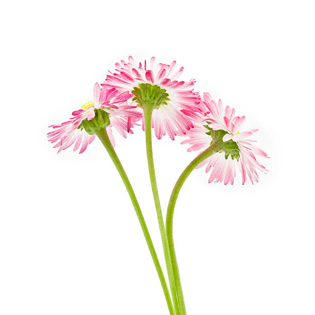 istock Pink Bellis flowers 600403422