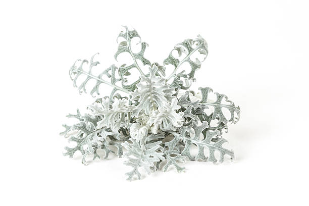 Dusty Miller plant isolated on white background